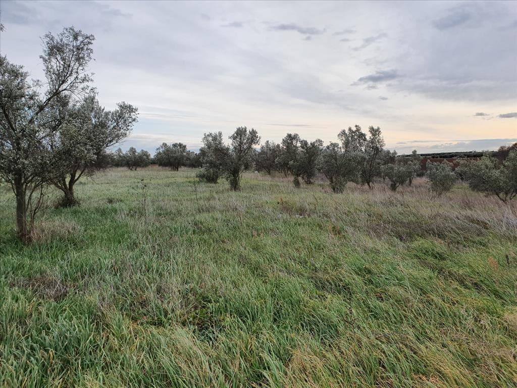 For Sale Land 10000 m² in Chalkidiki