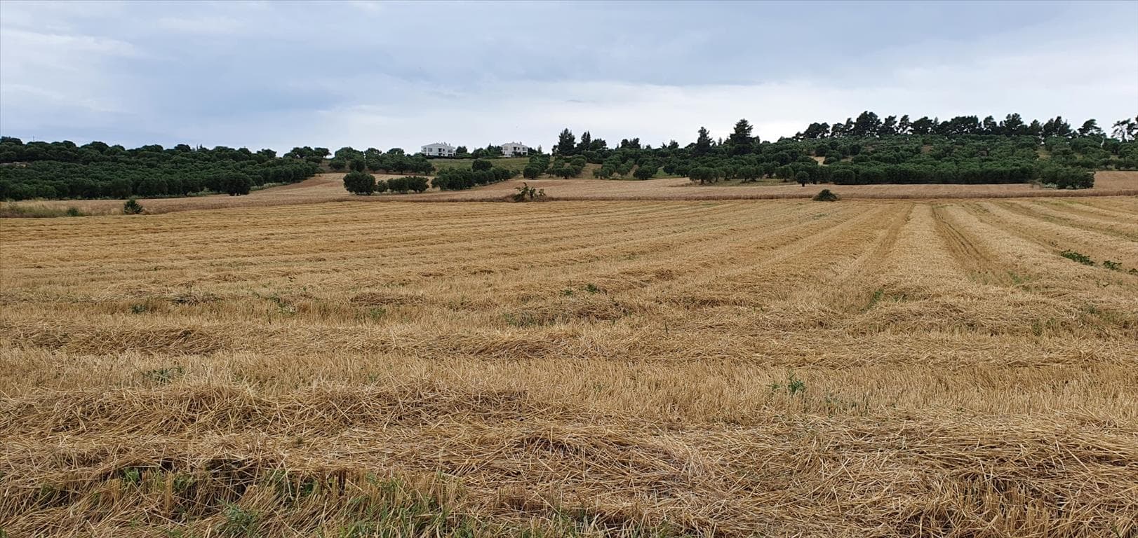 For Sale Land 9900 m² in Kassandra, Chalkidiki