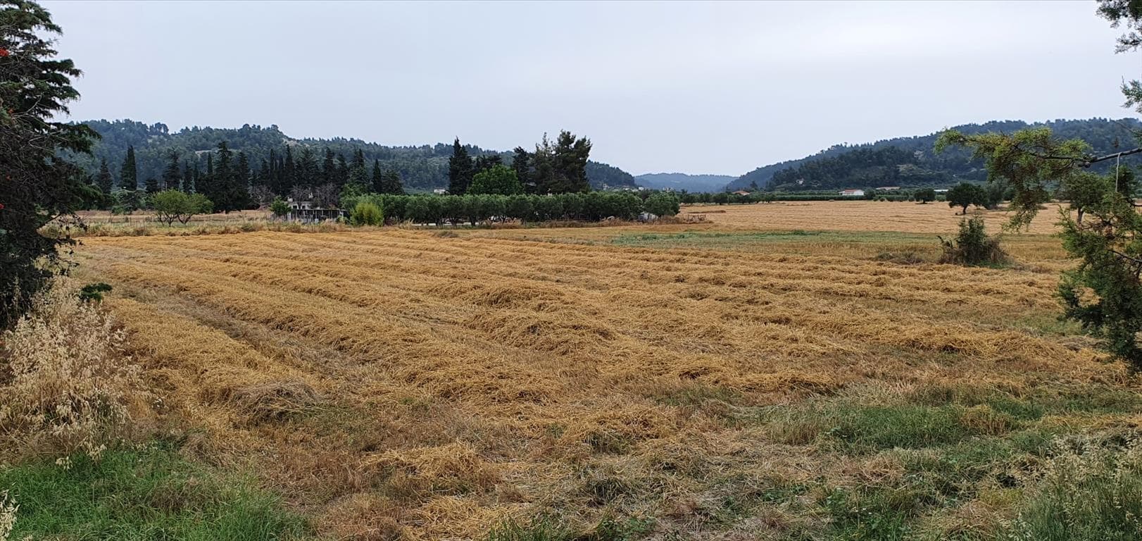For Sale Land 5000 m² in Kassandra, Chalkidiki