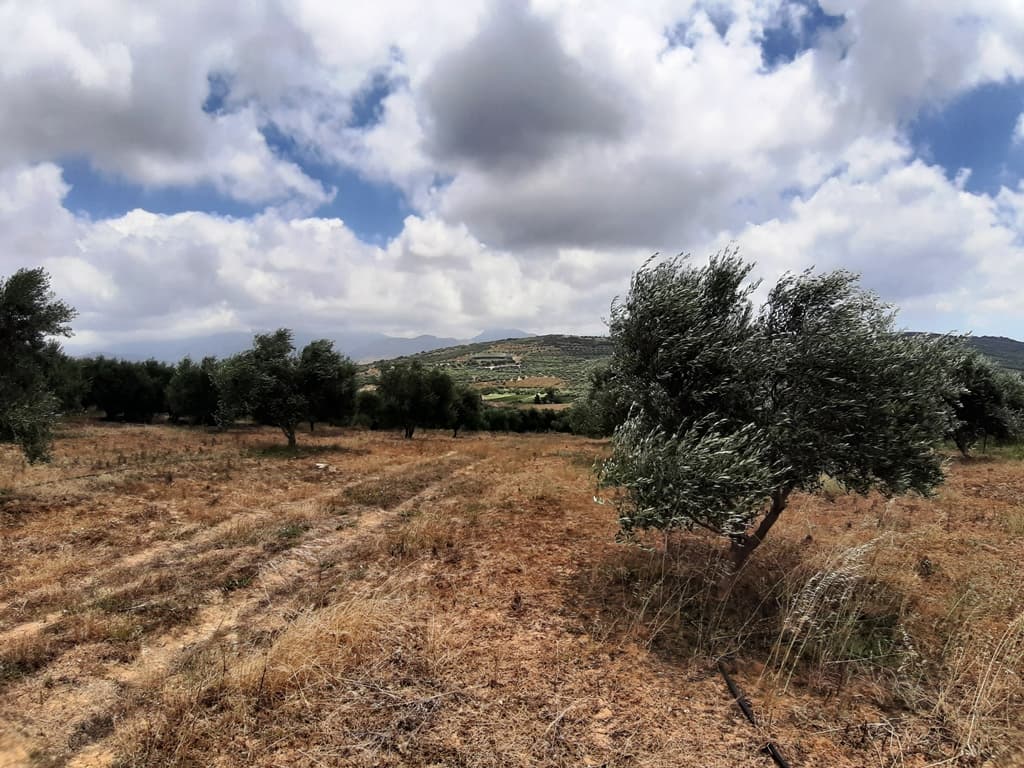 For Sale Land 15000 m² in Crete