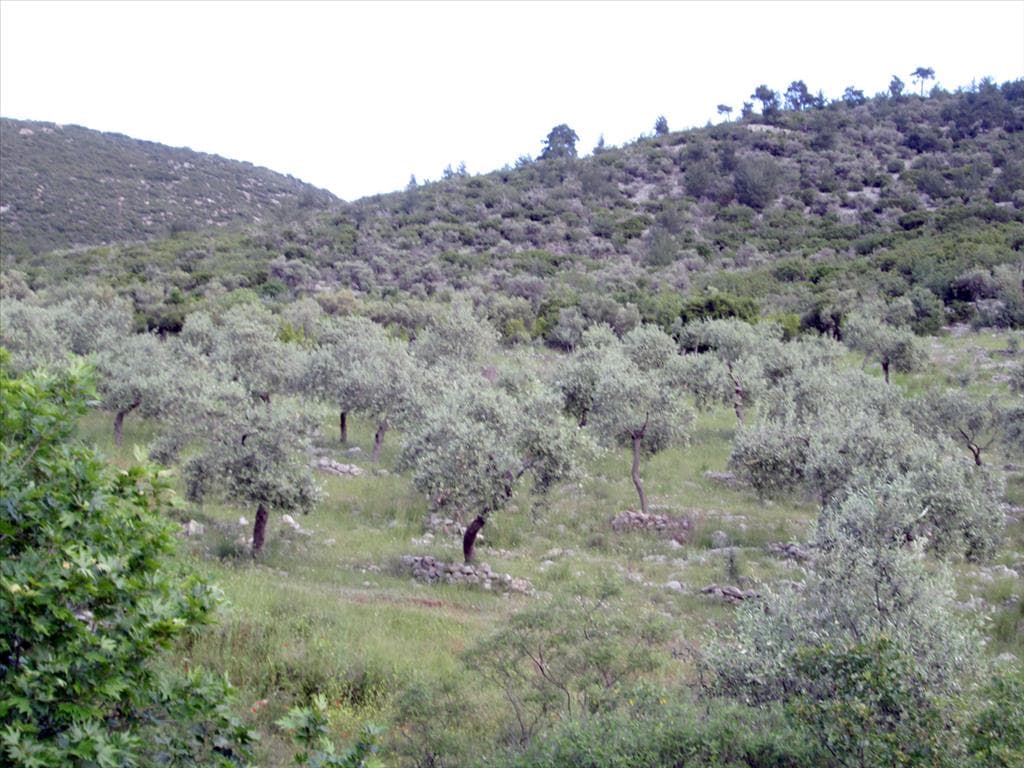 For Sale Land 8140 m² on the island of Thassos
