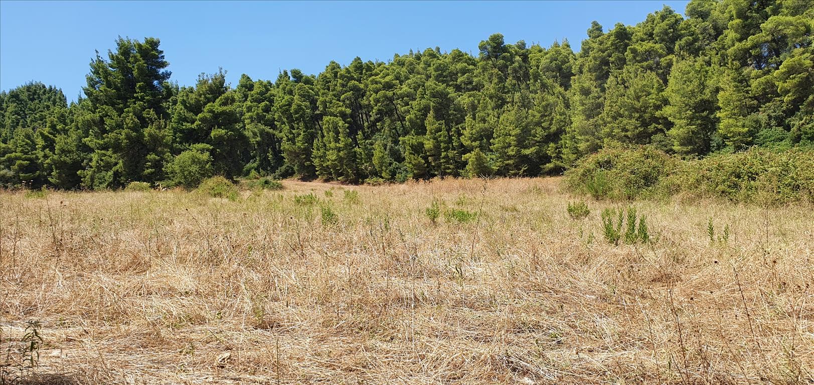 For Sale Land 4668 m² in Kassandra, Chalkidiki