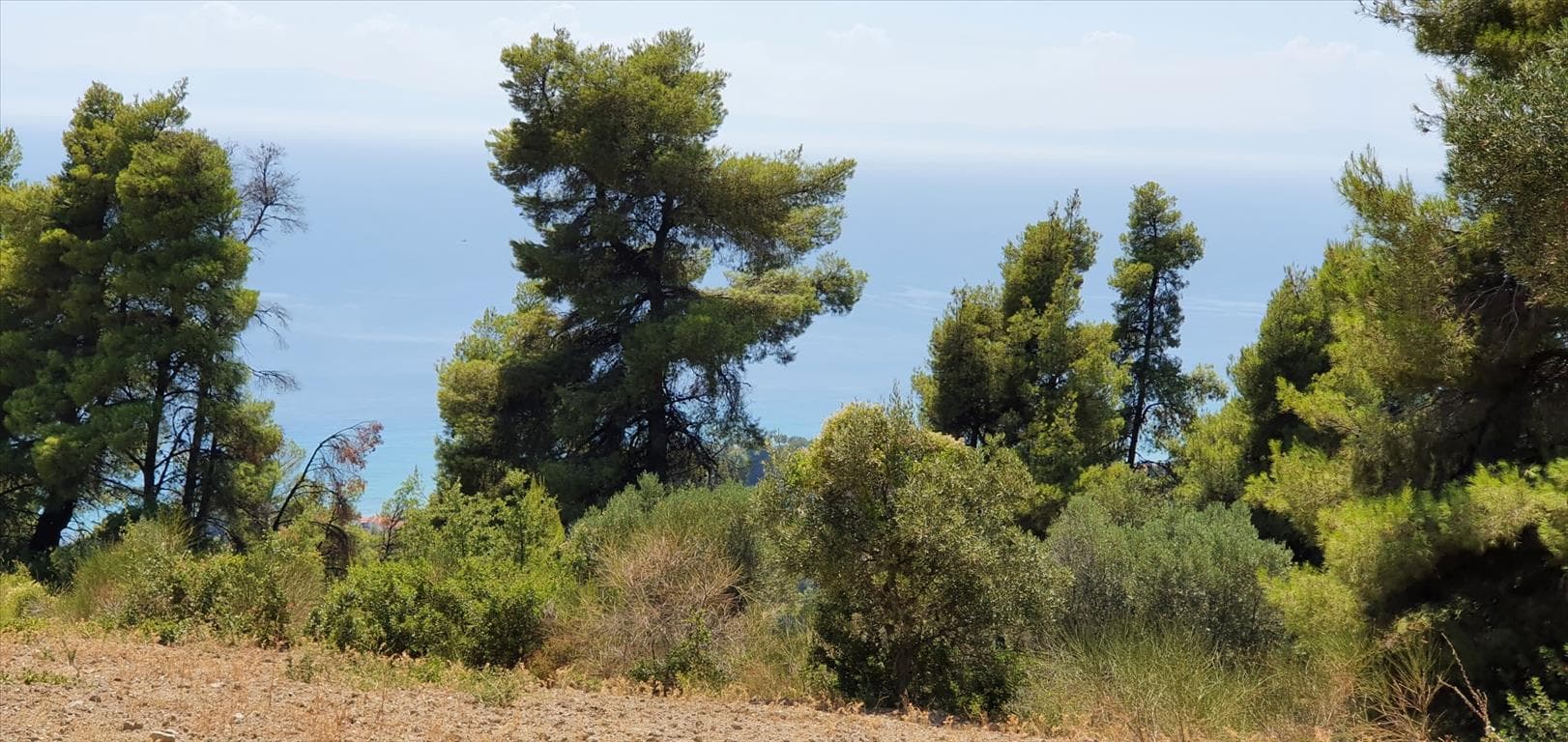 For Sale Land 7700 m² in Kassandra, Chalkidiki