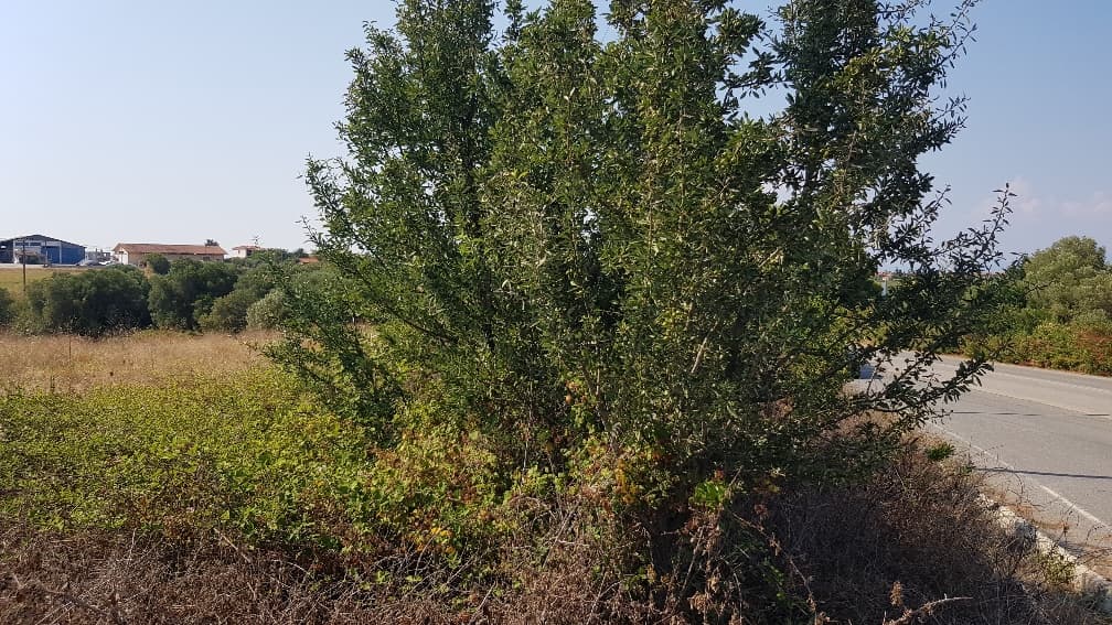 For Sale Land 3255 m² in Kassandra, Chalkidiki