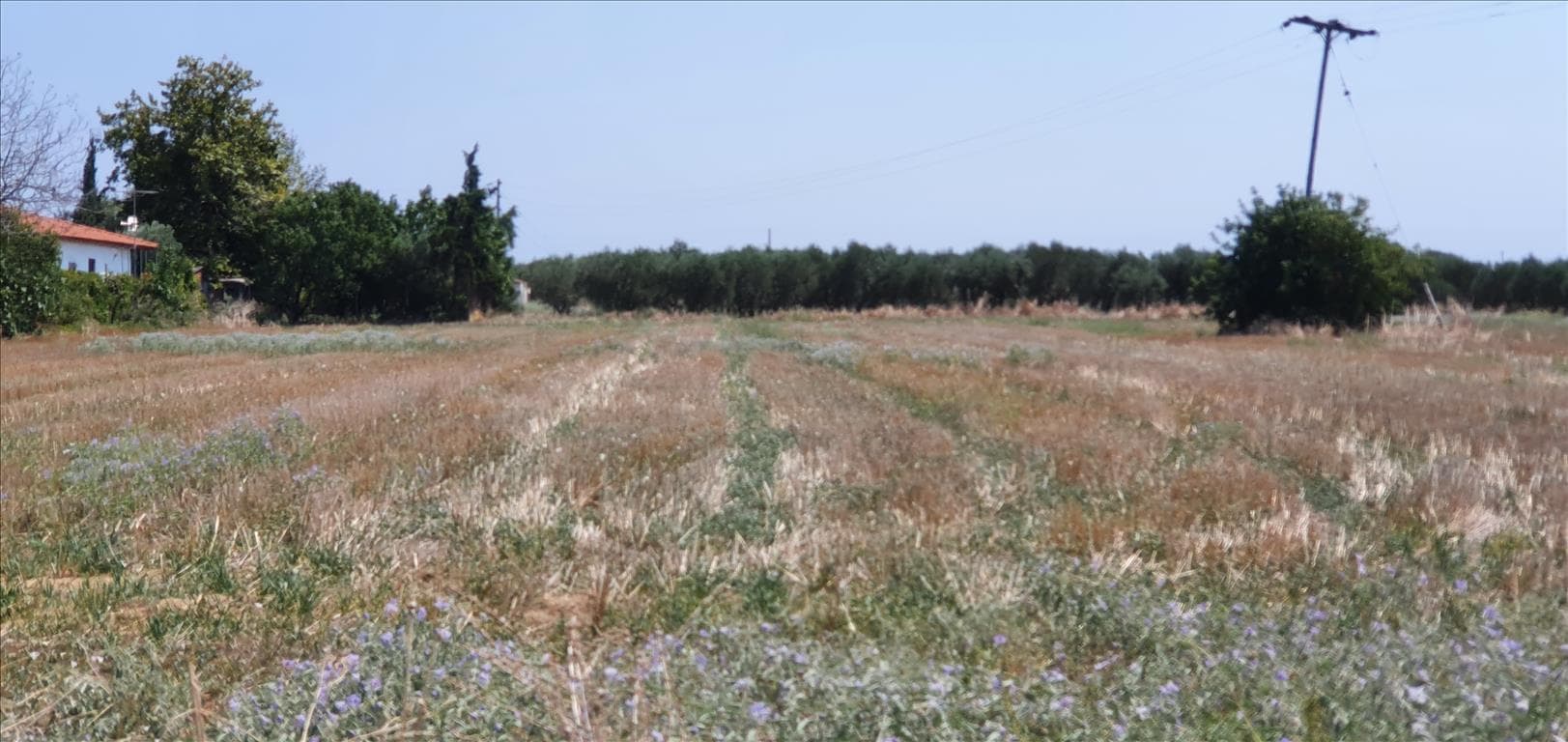 For Sale Land 4551 m² in Chalkidiki