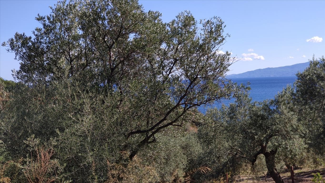 For Sale Land 12750 m² in Athos, Chalkidiki