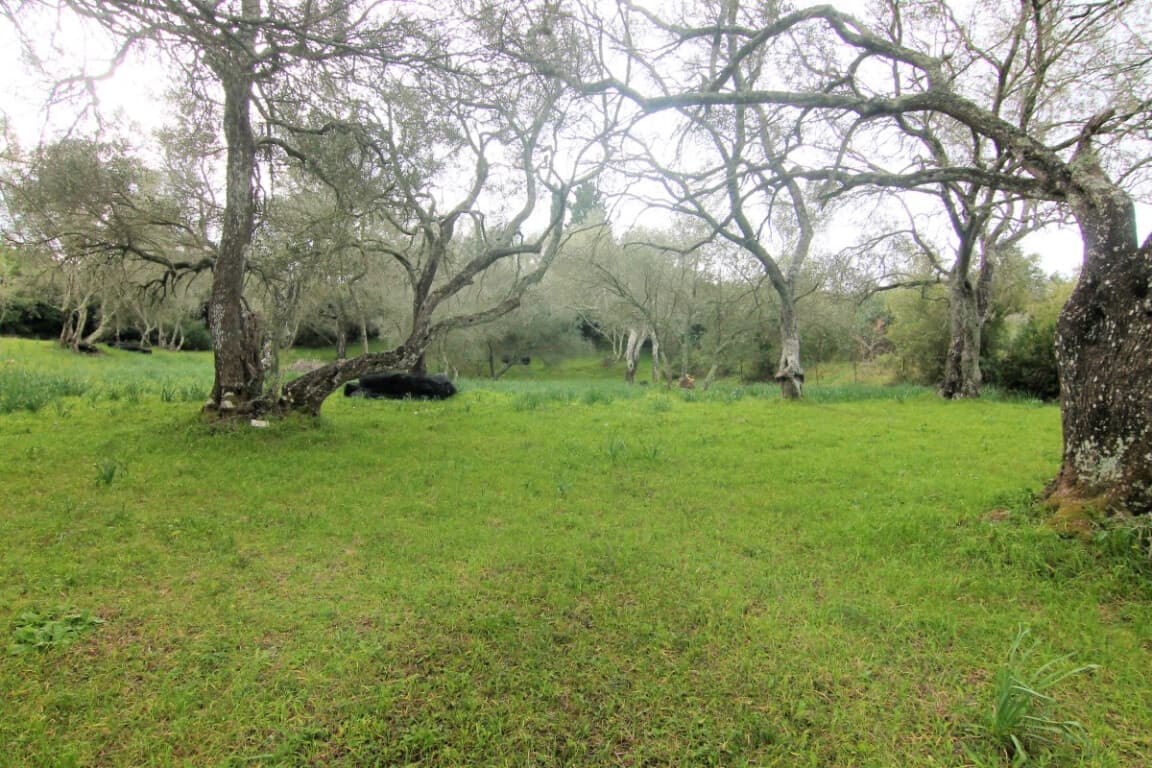 For Sale Land 4216 m² in Corfu