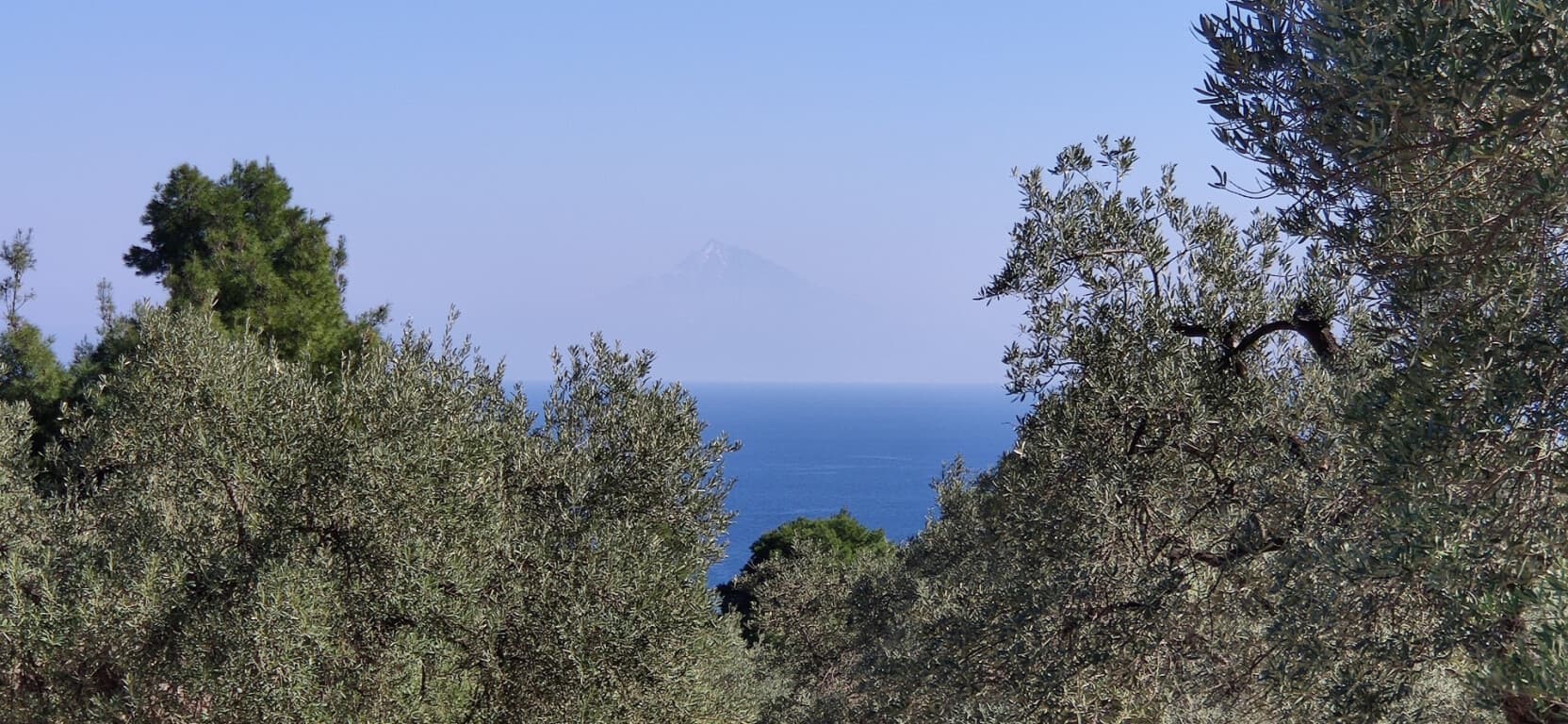 For Sale Land 9000 m² in Sithonia, Chalkidiki