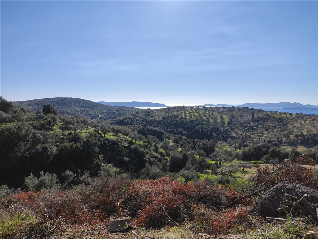 For Sale Land 4100 m² in Western Peloponnese