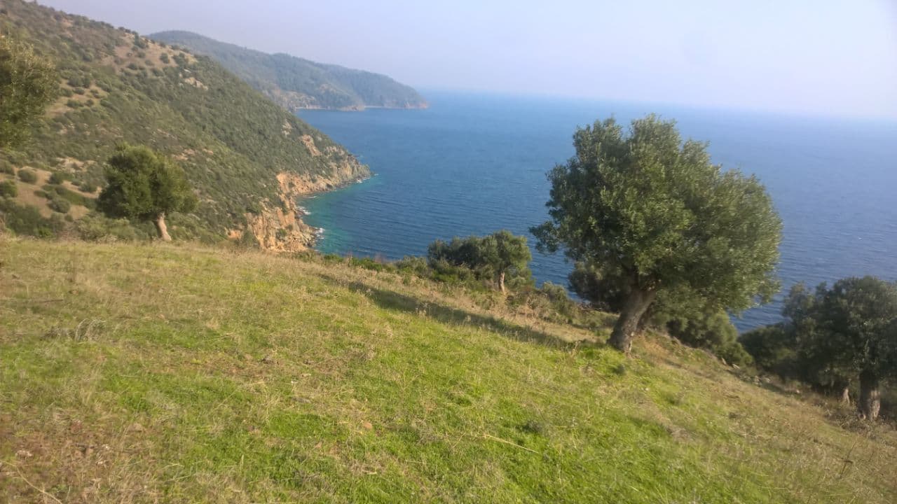 For Sale Land 6000 m² in Kassandra, Chalkidiki