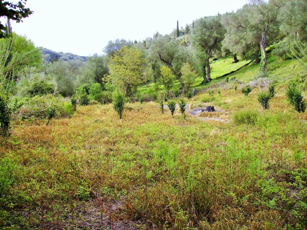 For Sale Land 14460 m² in Corfu