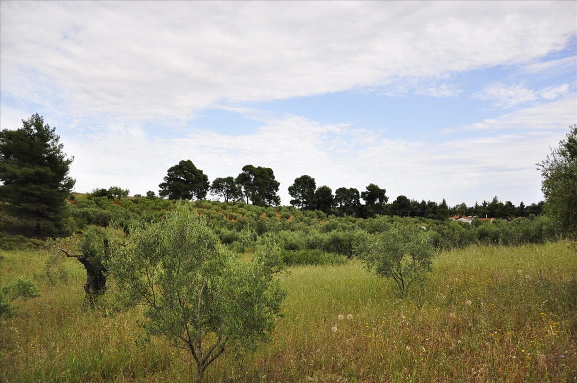 For Sale Land 4634 m² in Sithonia, Chalkidiki