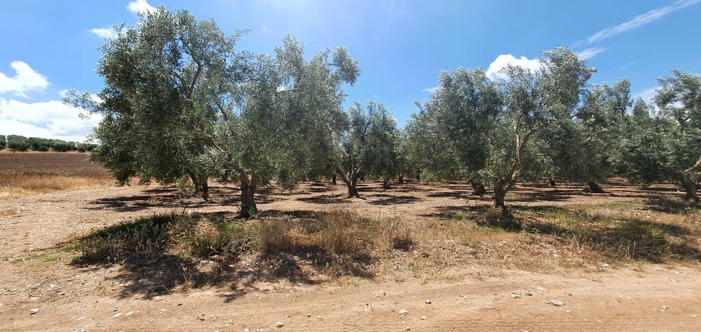 For Sale Land 18000 m² in Chalkidiki