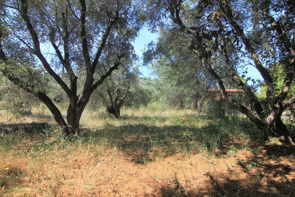 For Sale Land 5000 m² in Corfu