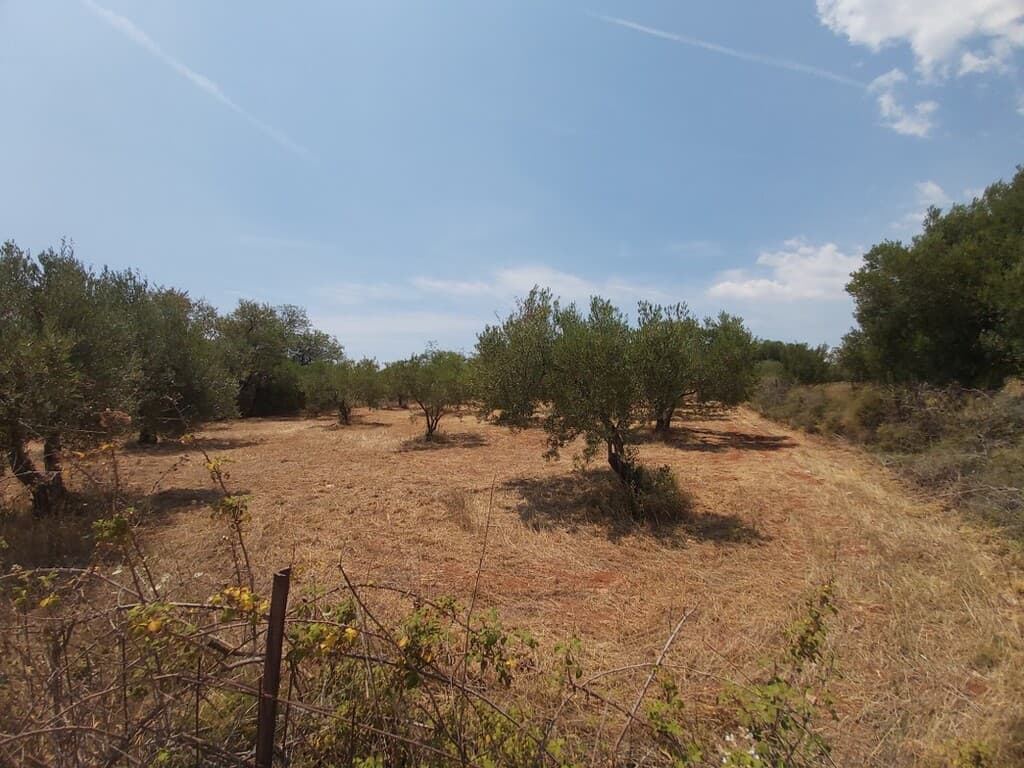 For Sale Land 8300 m² in Sithonia, Chalkidiki