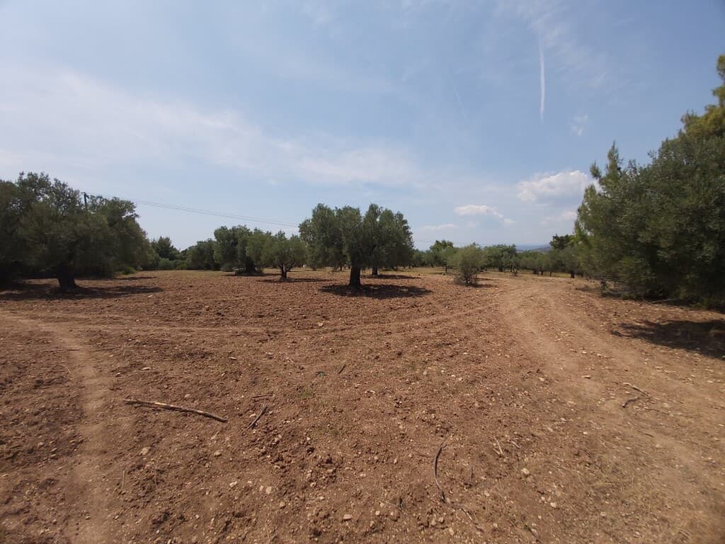 For Sale Land 8000 m² in Sithonia, Chalkidiki
