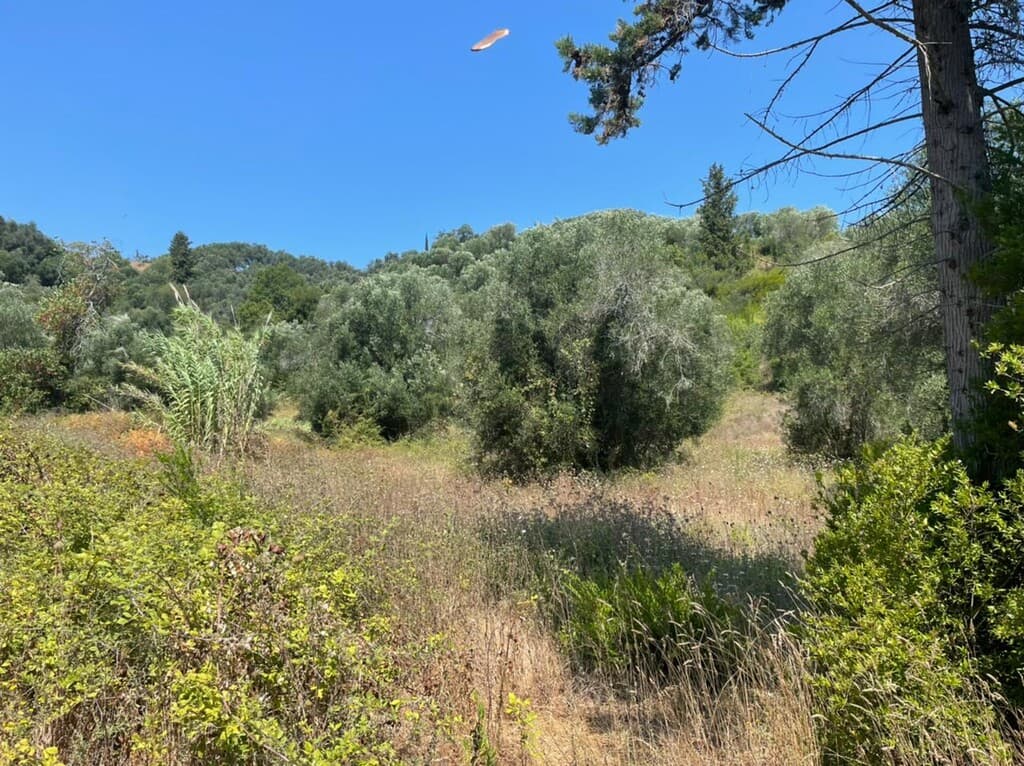 For Sale Land 11450 m² in Corfu