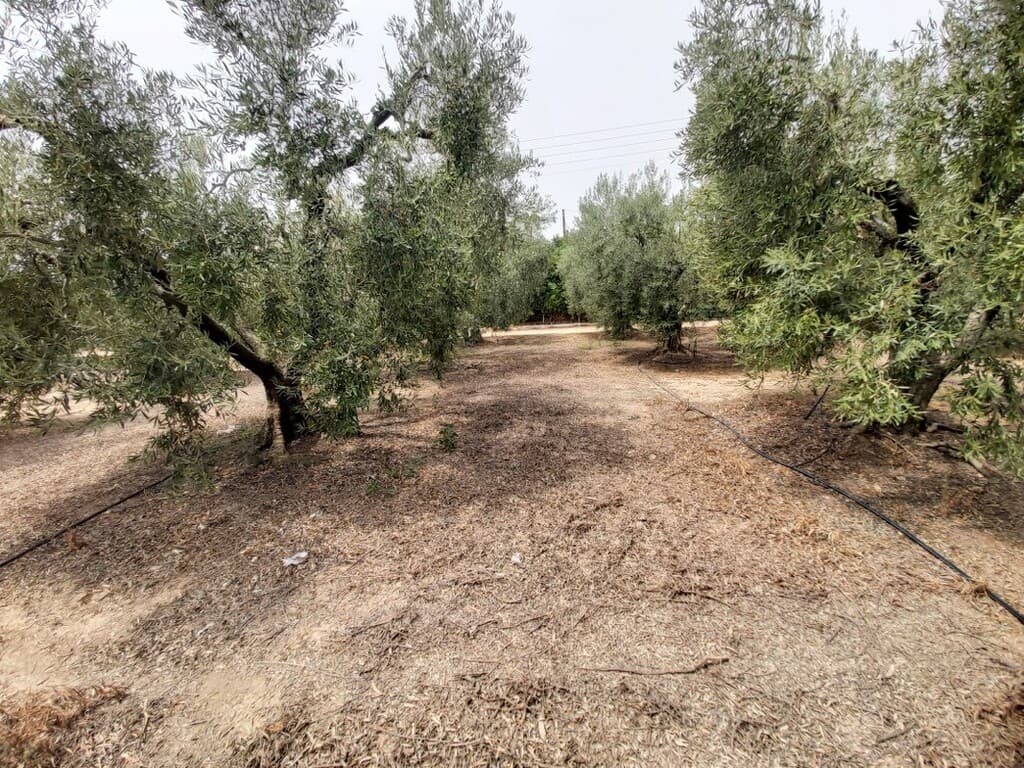 For Sale Land 5000 m² in Sithonia, Chalkidiki