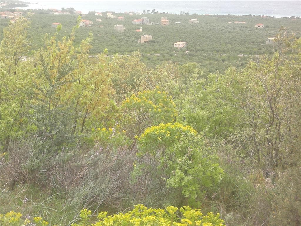 For Sale Land 3200 m² in Western Peloponnese