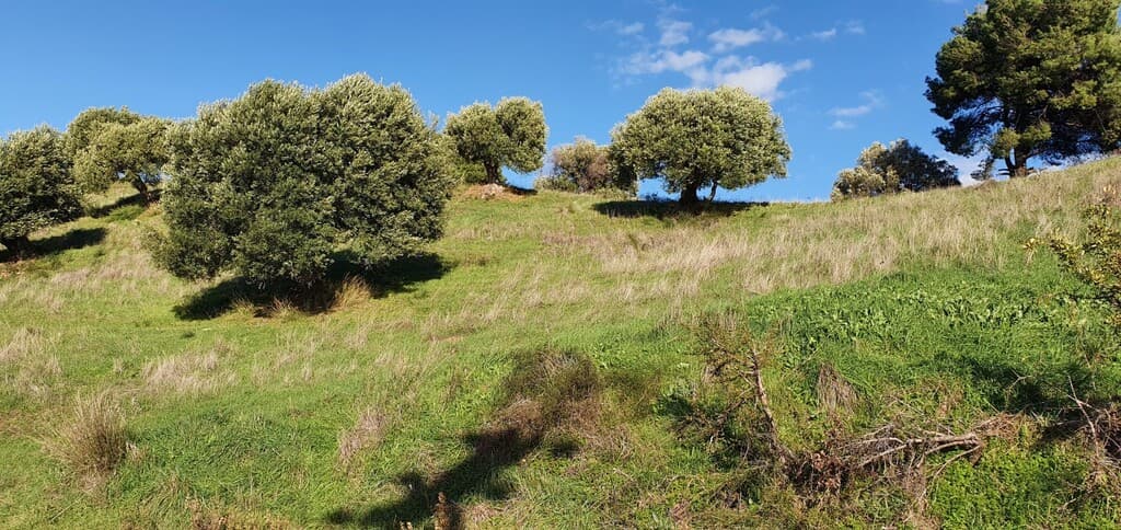 For Sale Land 1900 m² in Kassandra, Chalkidiki