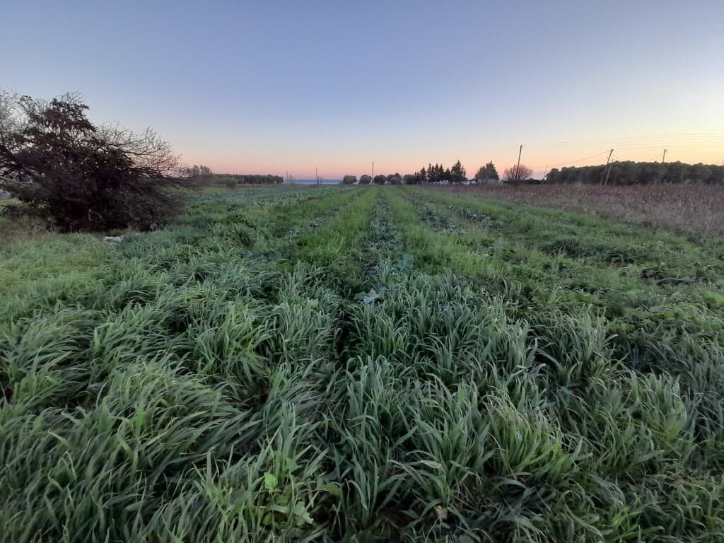 For Sale Land 5000 m² in Thessaloniki