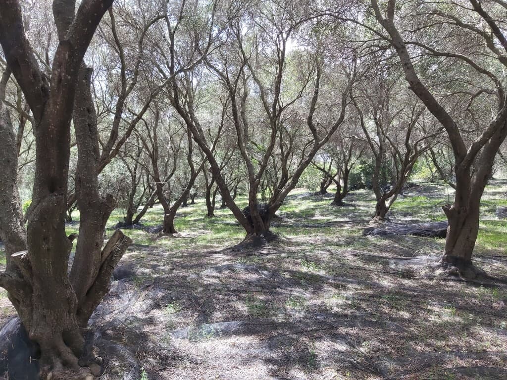 For Sale Land 8000 m² in Corfu