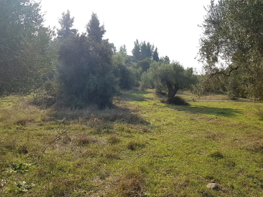 For Sale Land 4900 m² in Kassandra, Chalkidiki