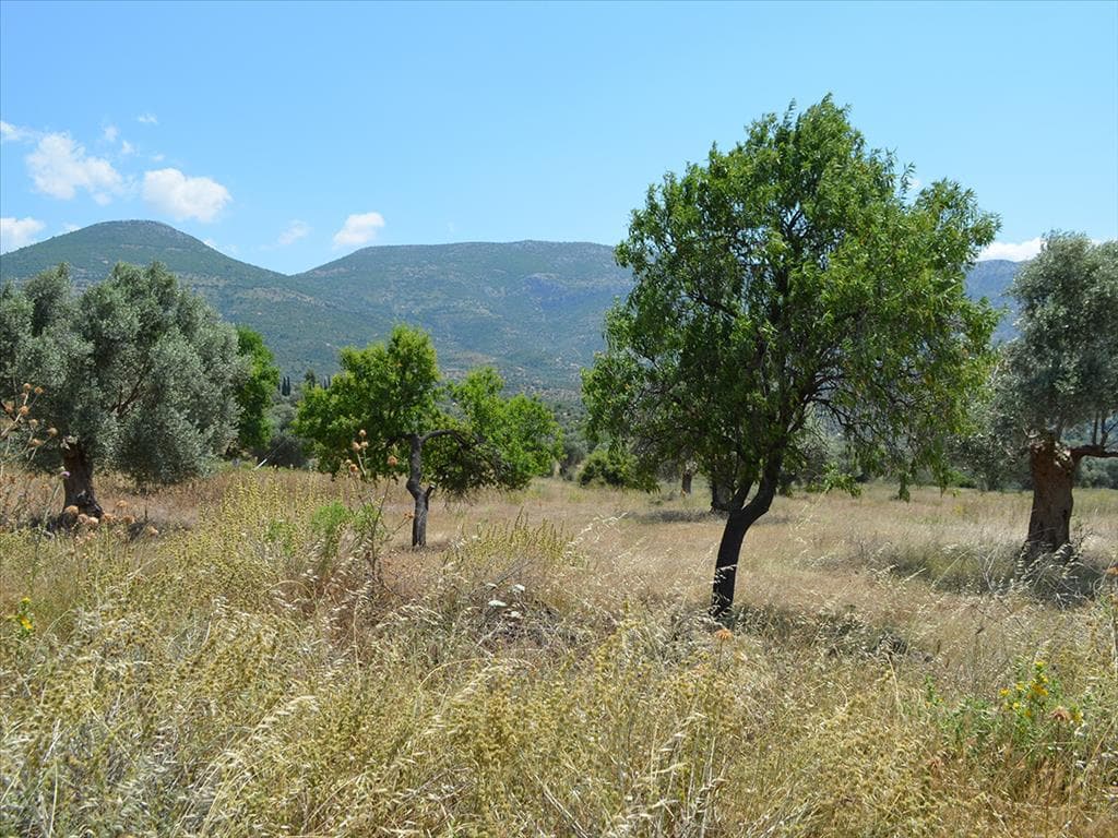 For Sale Land 22000 m² on the Euboea island