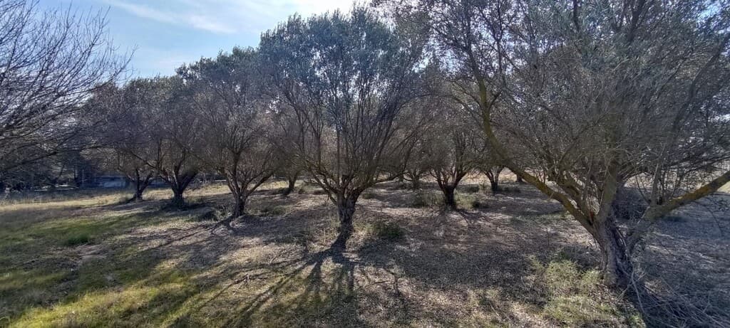For Sale Land 3900 m² in the suburbs of Thessaloniki