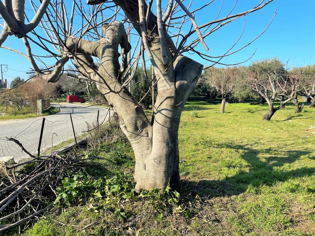 For Sale Land 3675 m² in Corfu