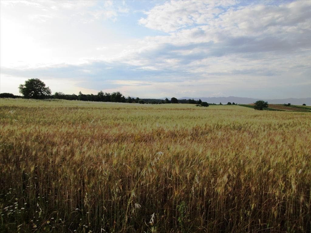 For Sale Land 8500 m² in Kassandra, Chalkidiki