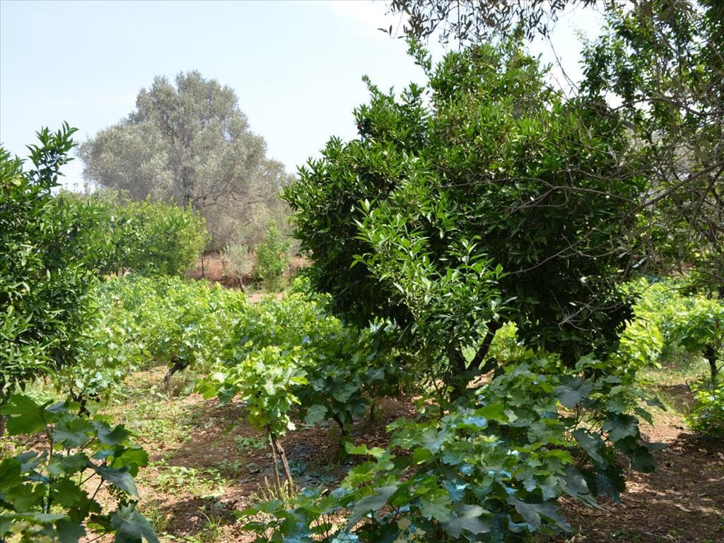 For Sale Land 800 m² on the Euboea island