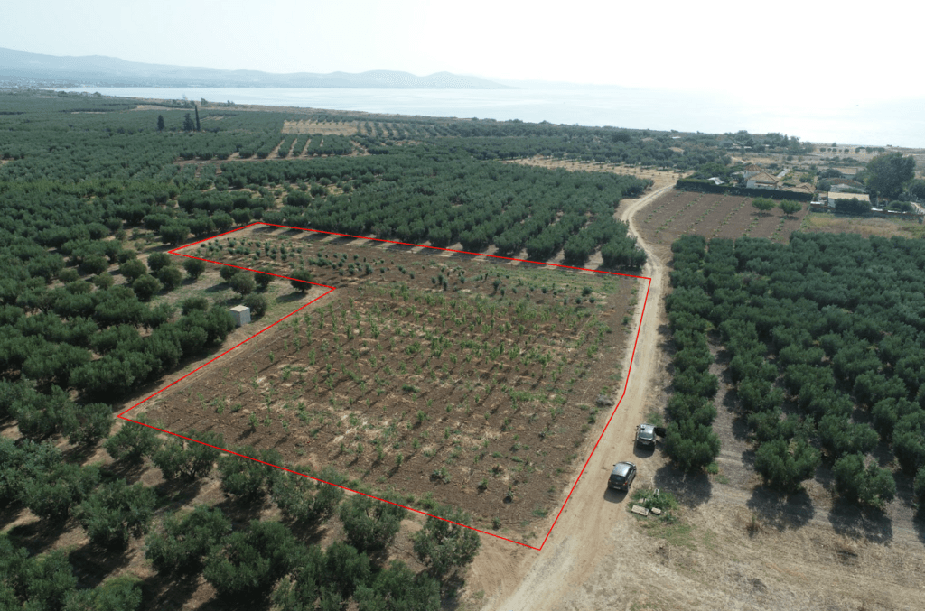 For Sale Land 4811 m² in Chalkidiki