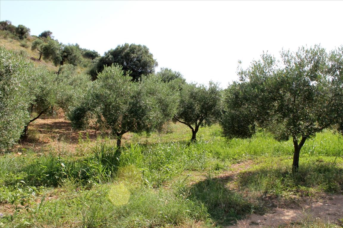 For Sale Land 4042 m² in the Sporades