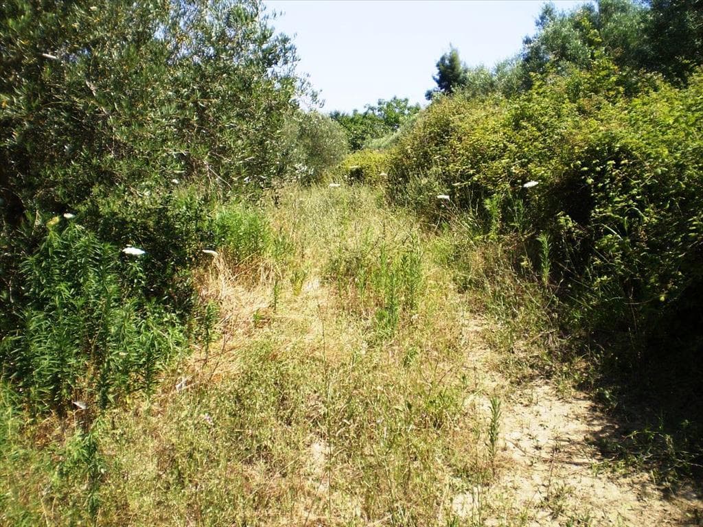 For Sale Land 12250 m² in Kassandra, Chalkidiki