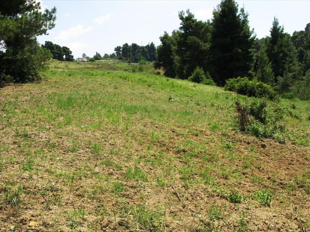For Sale Land 6500 m² in Kassandra, Chalkidiki