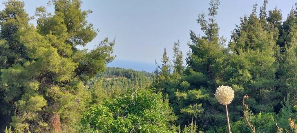 For Sale Land 6150 m² in Kassandra, Chalkidiki