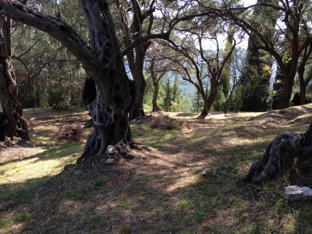 For Sale Land 6000 m² in Corfu