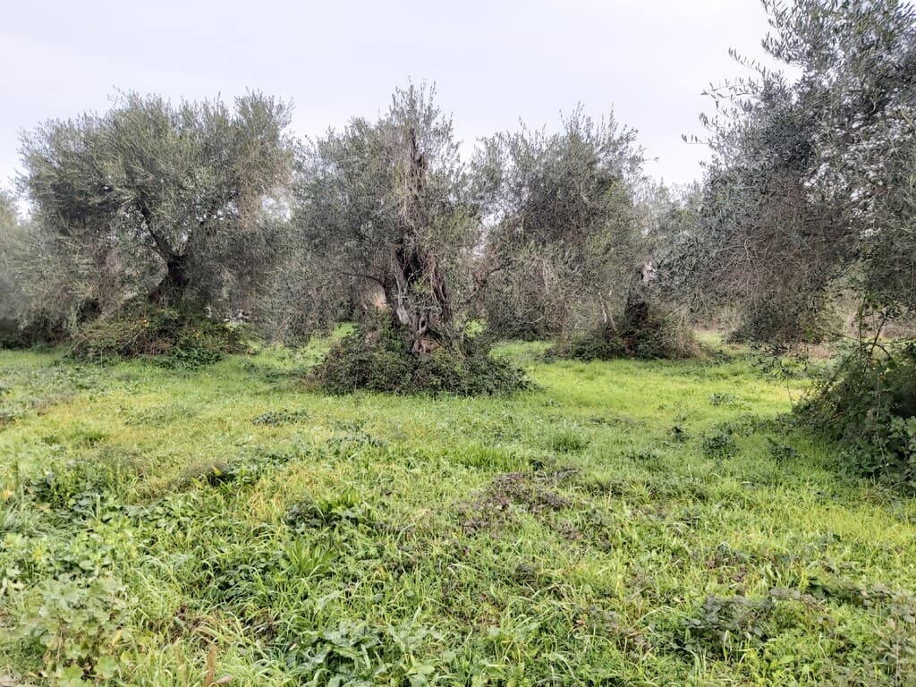 For Sale Land 2307 m² in Corfu