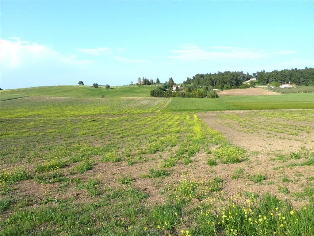 For Sale Land 4700 m² in Kassandra, Chalkidiki