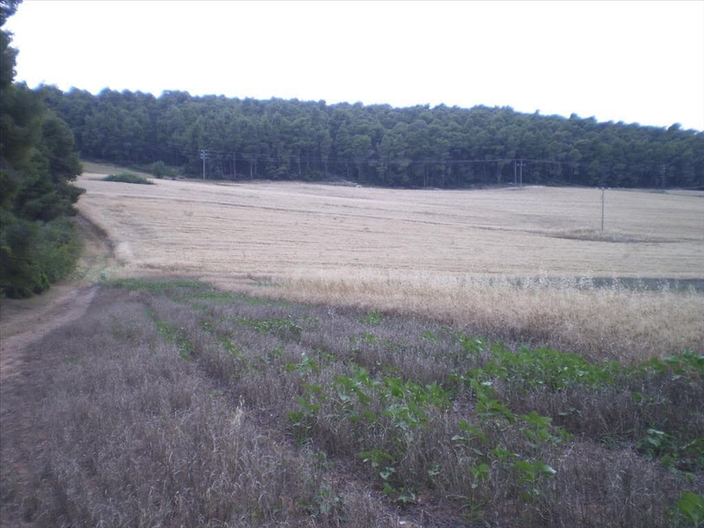 For Sale Land 4247 m² in Kassandra, Chalkidiki