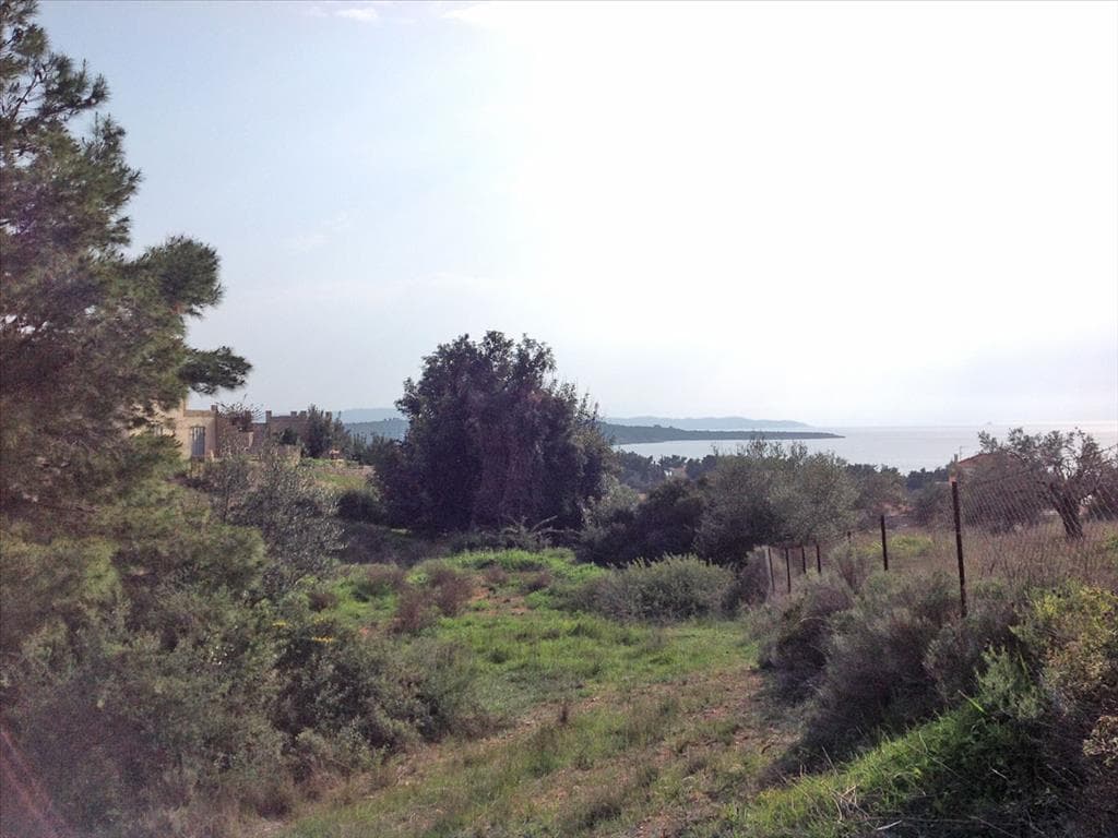 For Sale Land 12000 m² in Eastern Peloponnese - Ermionida