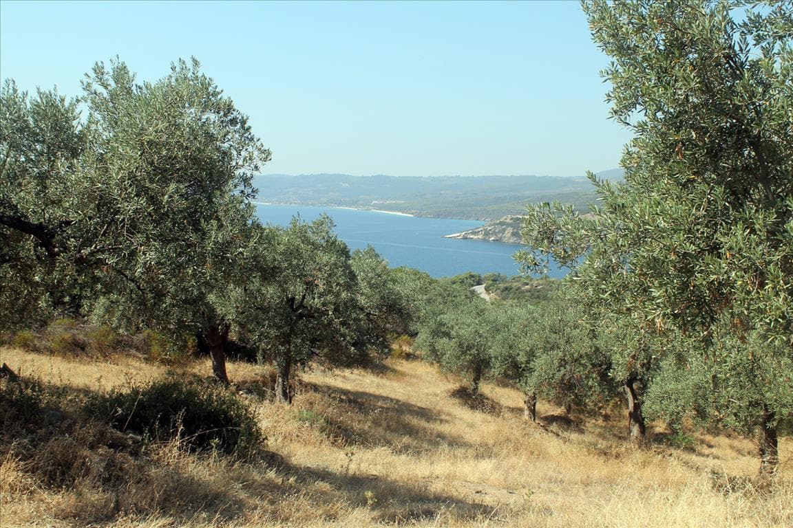 For Sale Land 10000 m² in Athos, Chalkidiki