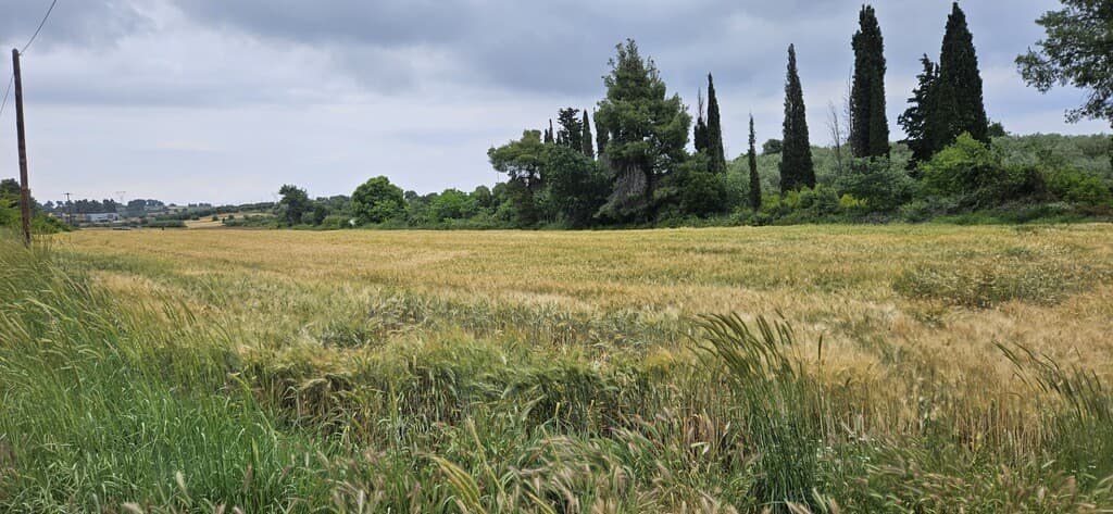 For Sale Land 14500 m² in Kassandra, Chalkidiki