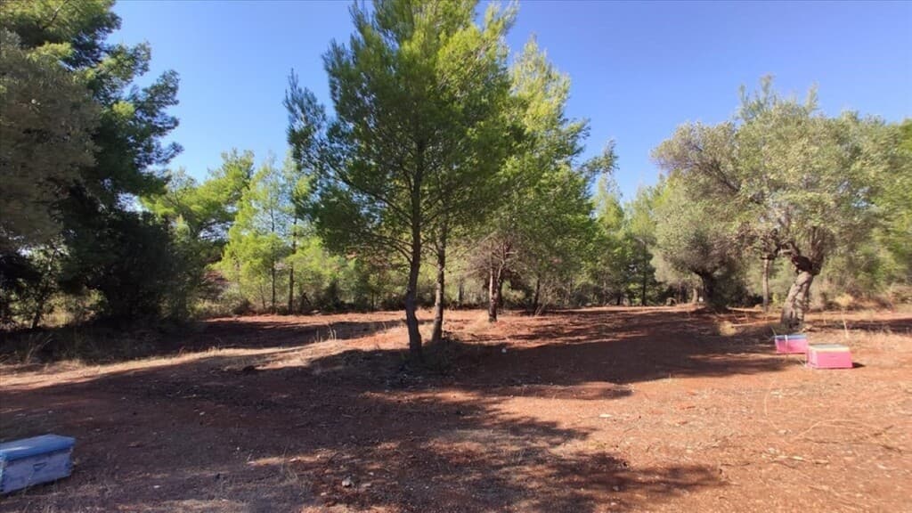 For Sale Land 1206 m² in Sithonia, Chalkidiki