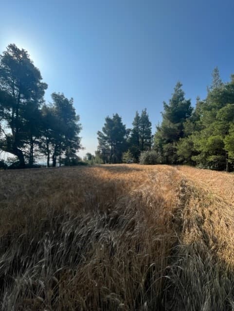 For Sale Land 13886 m² in Kassandra, Chalkidiki