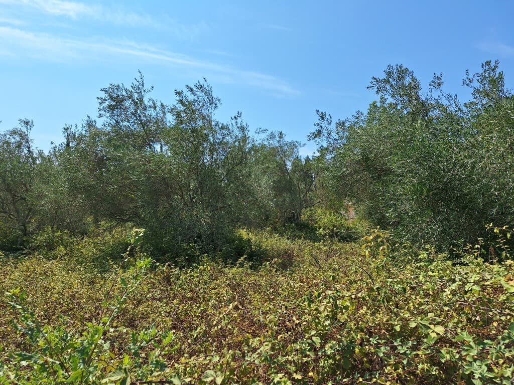 For Sale Land 4683 m² in Corfu