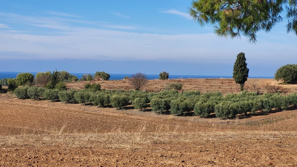 For Sale Land 13600 m² in Kassandra, Chalkidiki