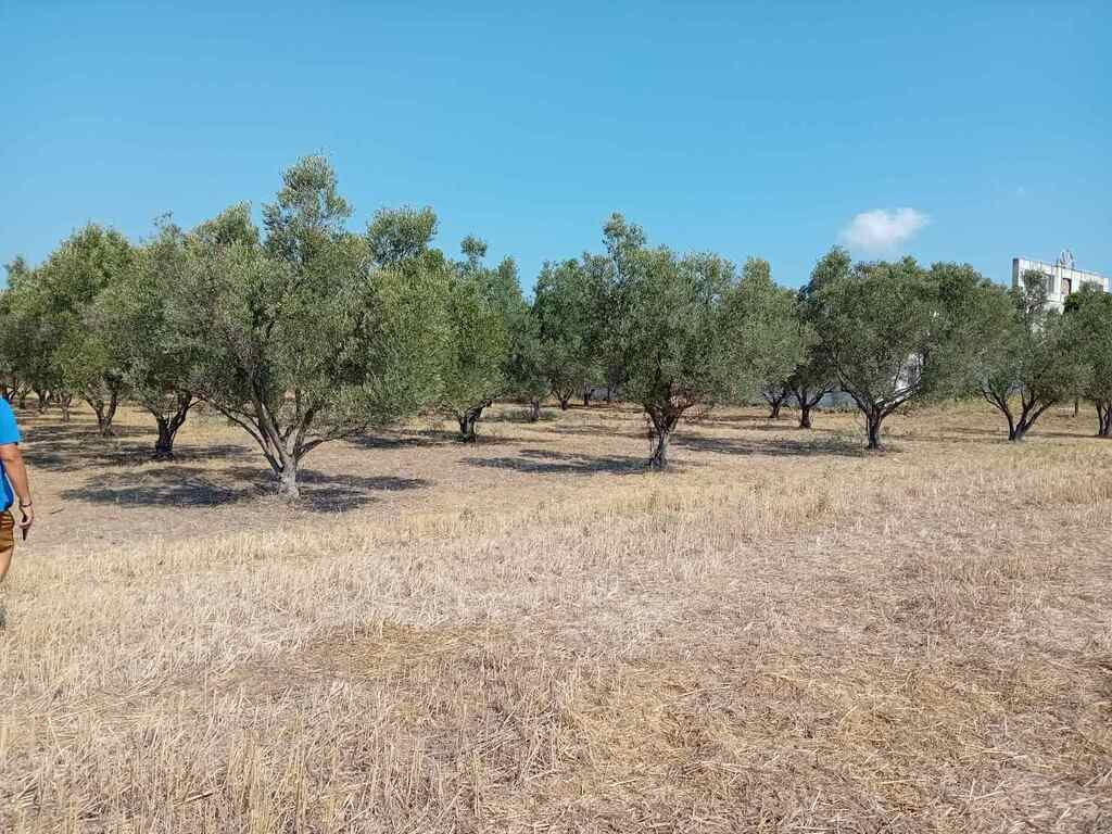 For Sale Land 2650 m² in Chalkidiki