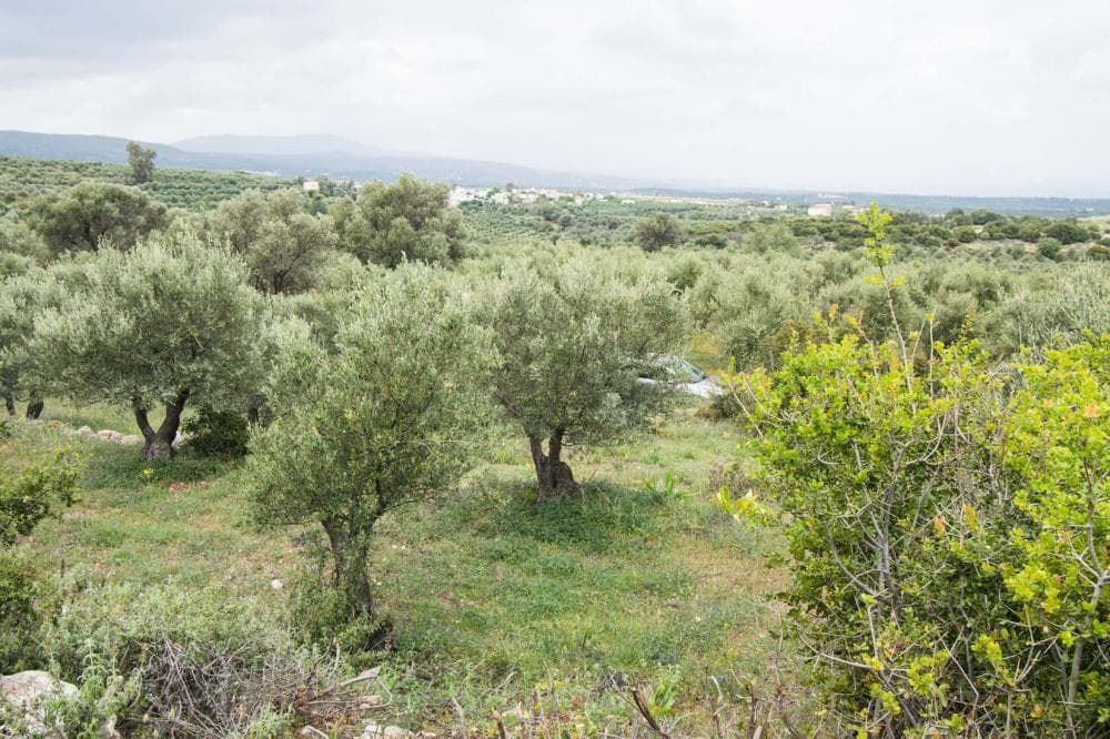 For Sale Land 5343 m² in Crete